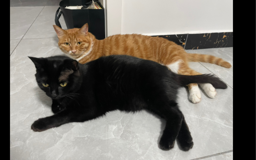 如影随形|黑猫 橘猫