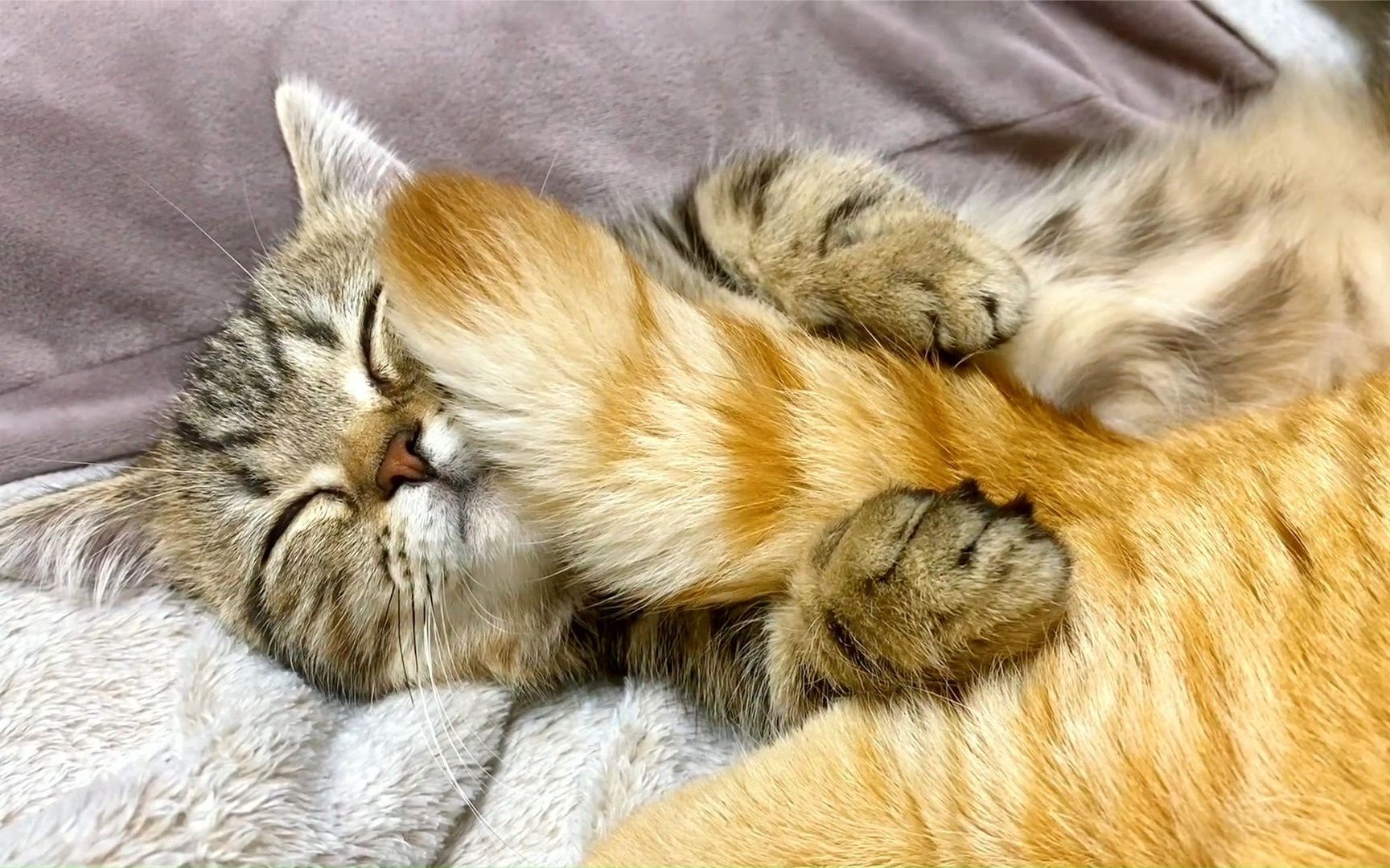 小猫咪抱着大猫咪的尾巴睡觉,大猫咪还不停的摇尾巴,这画面实在是太