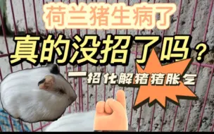 Download Video: 【新手攻略】荷兰猪常见疾病治疗方法—胀气（肚子鼓）