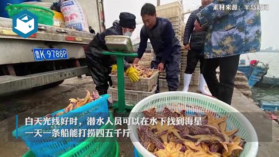 青岛胶州湾海星入侵狂吃蛤蜊海蛎子渔民损失惨重官方介入处理