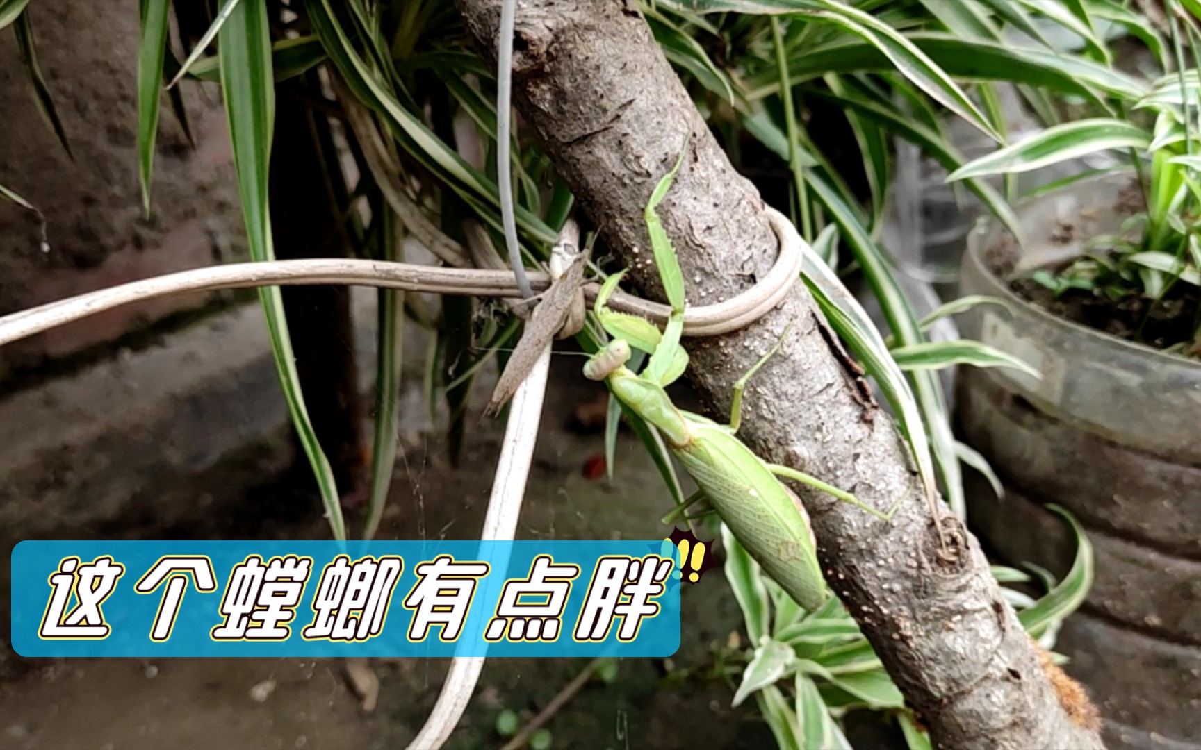 这个螳螂有点胖