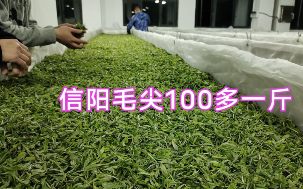 茶厂信阳毛尖100多一斤,芽头饱满,性价比高,外地茶商都来抢货哔哩哔哩bilibili