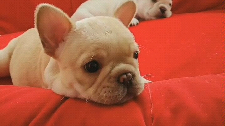 呆萌可爱小法斗,在线找新家