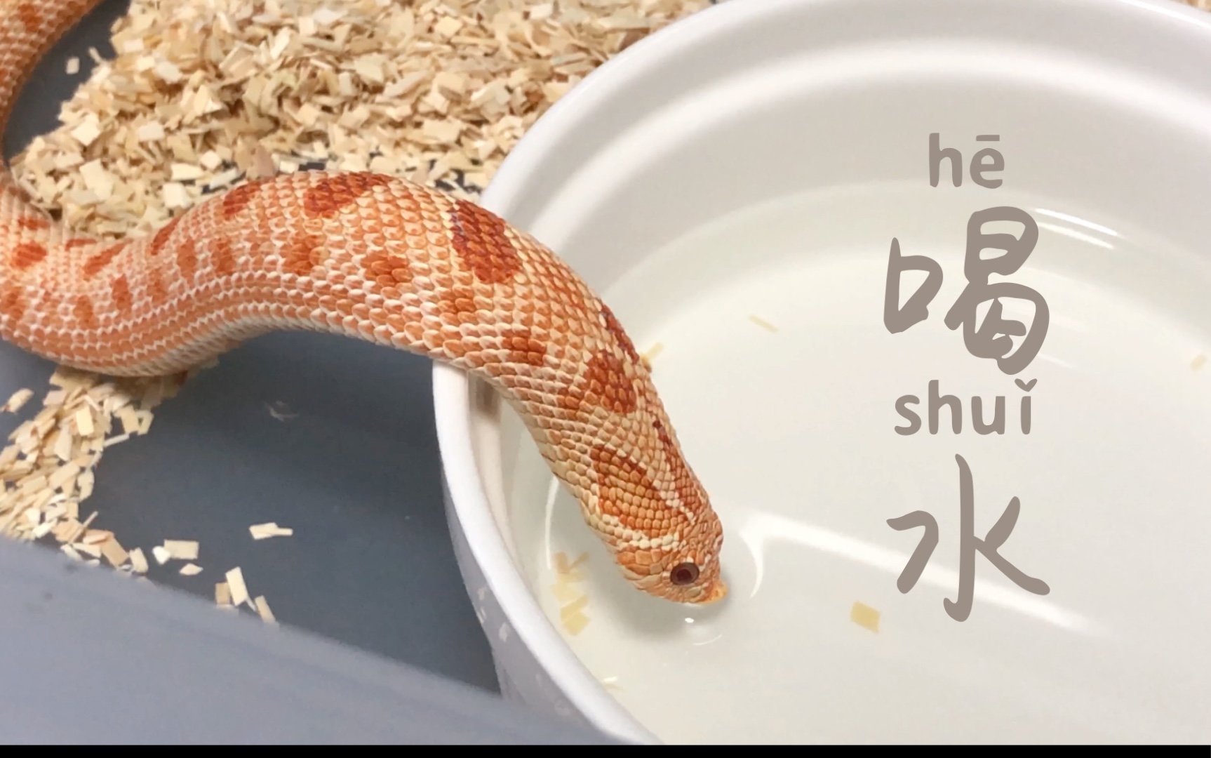 【猪鼻蛇】沉浸式猪猪喝水