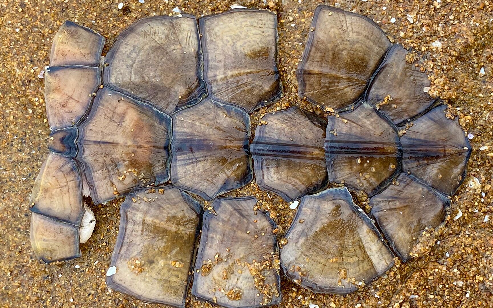 大海退潮后,大玲在沙滩上捡到一个龟壳,上面的鳞片一拿就散掉了