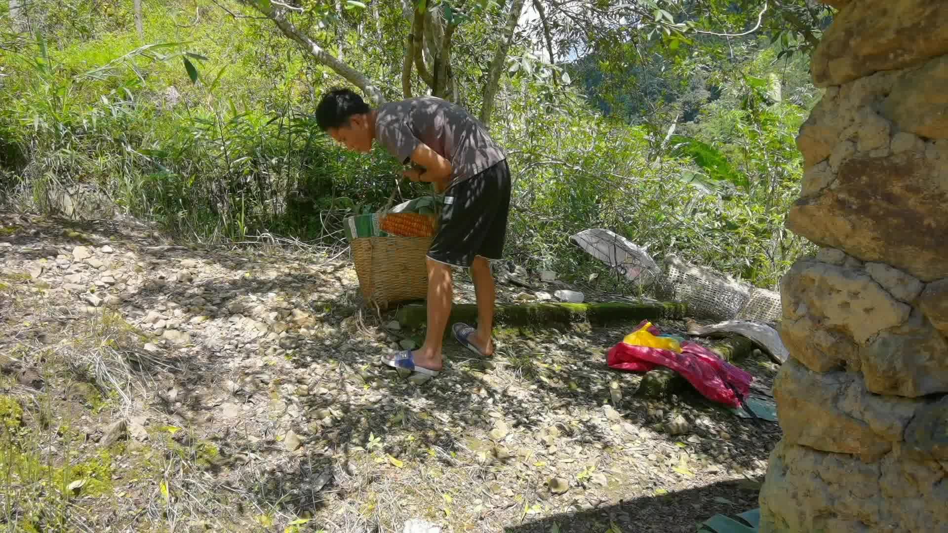 [图]背着箩筐去田边背香蕉，看着挺不错的，很诱人。