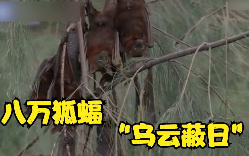 乌云蔽日澳大利亚天空现八万狐蝠
