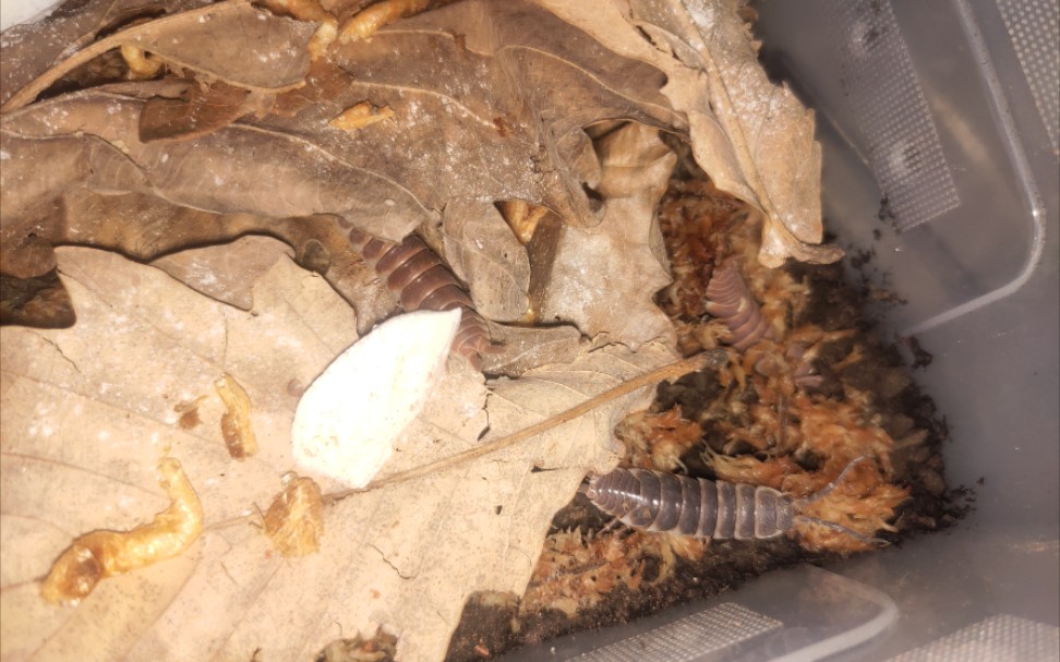 干饭的新疆巨人鼠妇