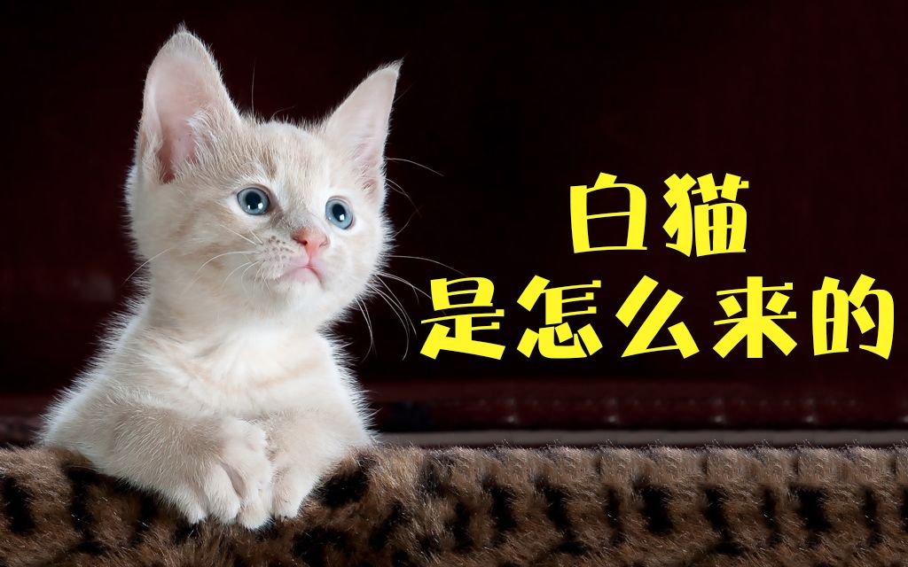 猫咪毛色遗传学之白色篇:白猫是怎么来的?哔哩哔哩bilibili