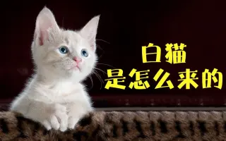 猫咪毛色遗传学 哔哩哔哩 Bilibili