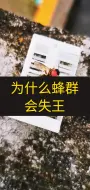 Télécharger la video: 为什么蜂群会失王，看完这个视频你就明白了