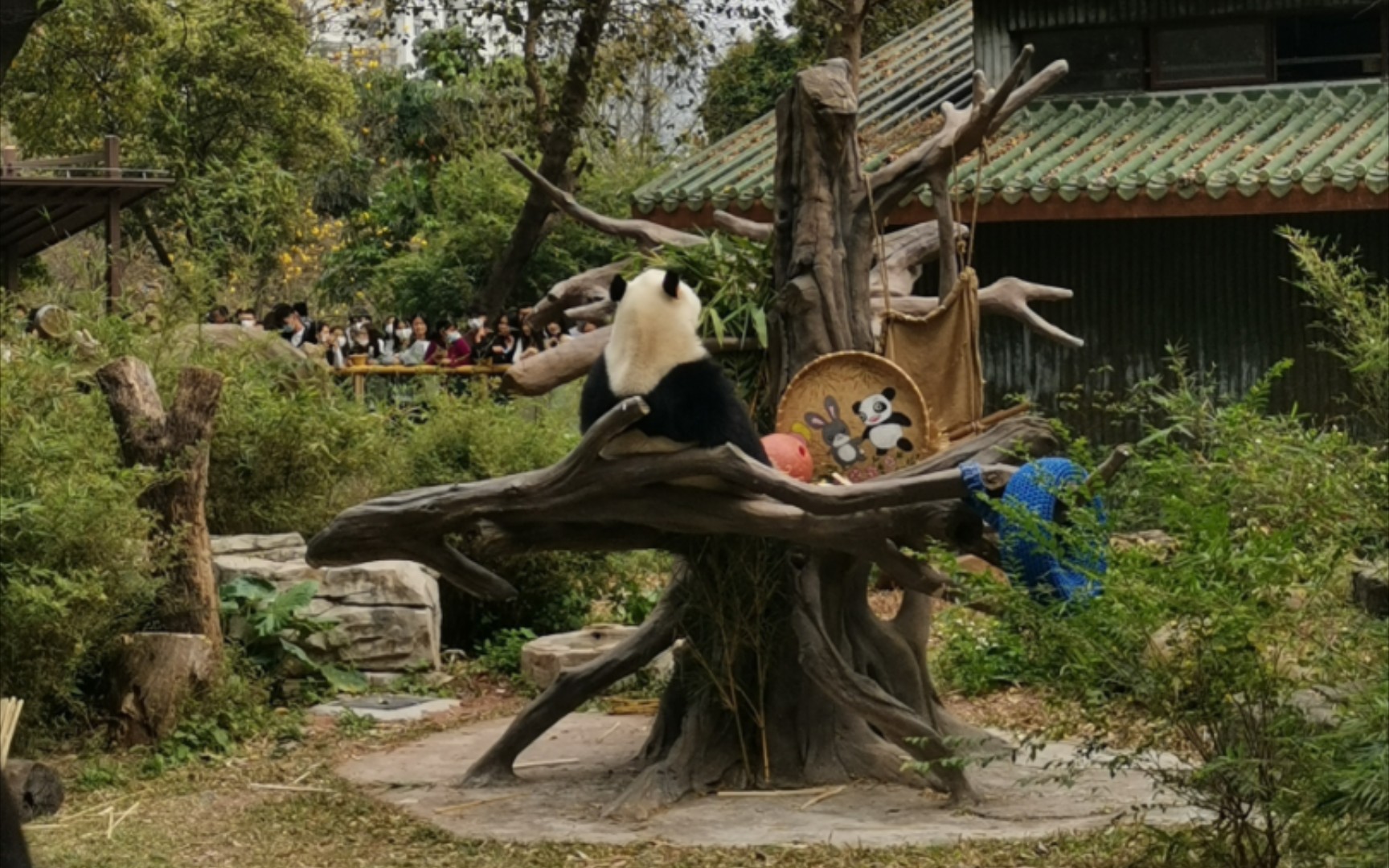 廣州動物園看大熊貓