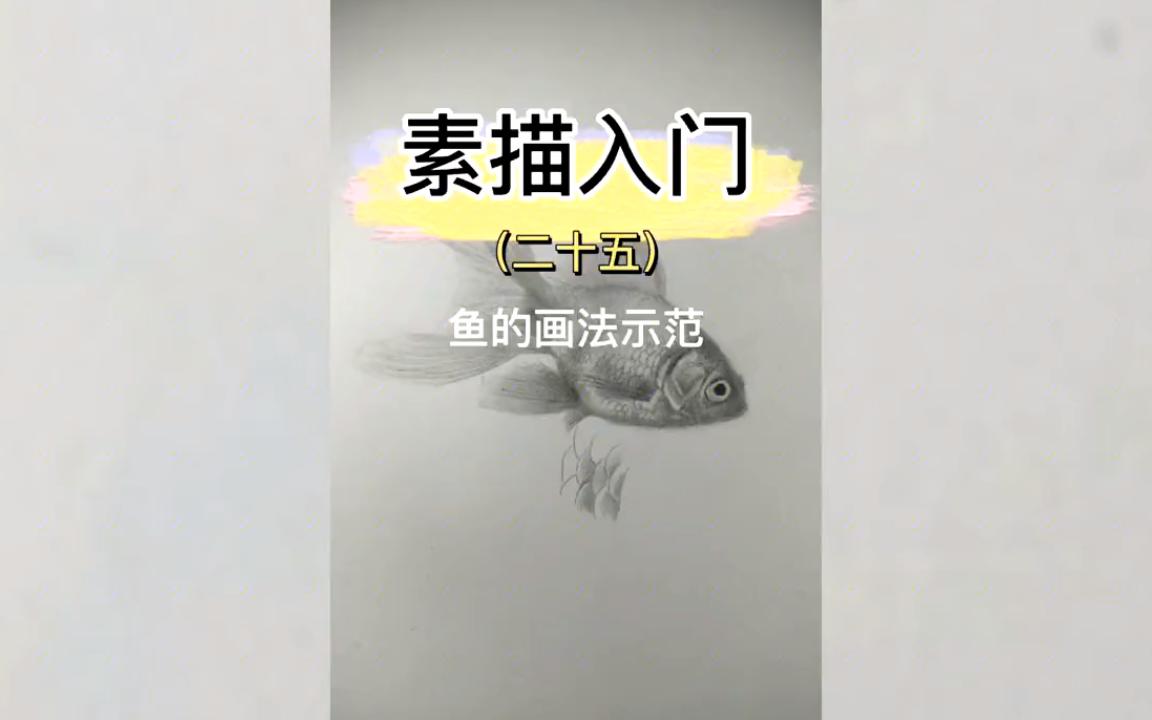 【素描教程简单学】鱼应该这么画.哔哩哔哩bilibili