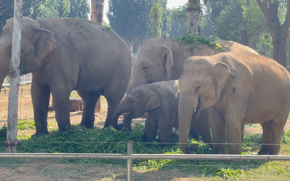 【亚洲象奥宝】四只象里小奥宝现在牙最长了