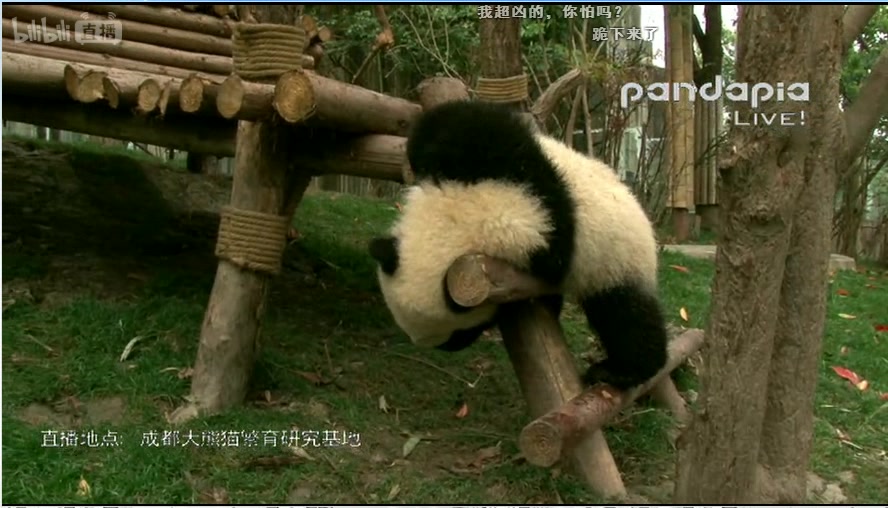 [图]2017-04-01 pandapia直播录屏 毛豆，和雨，梅兰，和风，星光，16级盆盆奶