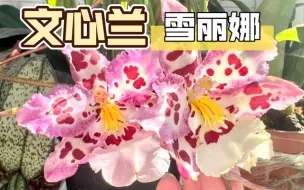 下载视频: 【文心兰】雪丽娜，大高个儿终于开了