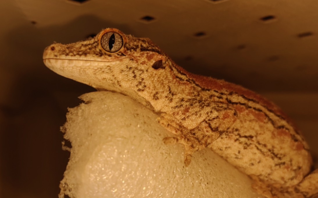 【盖勾亚守宫】竖瞳特写 of gargoyle geckos