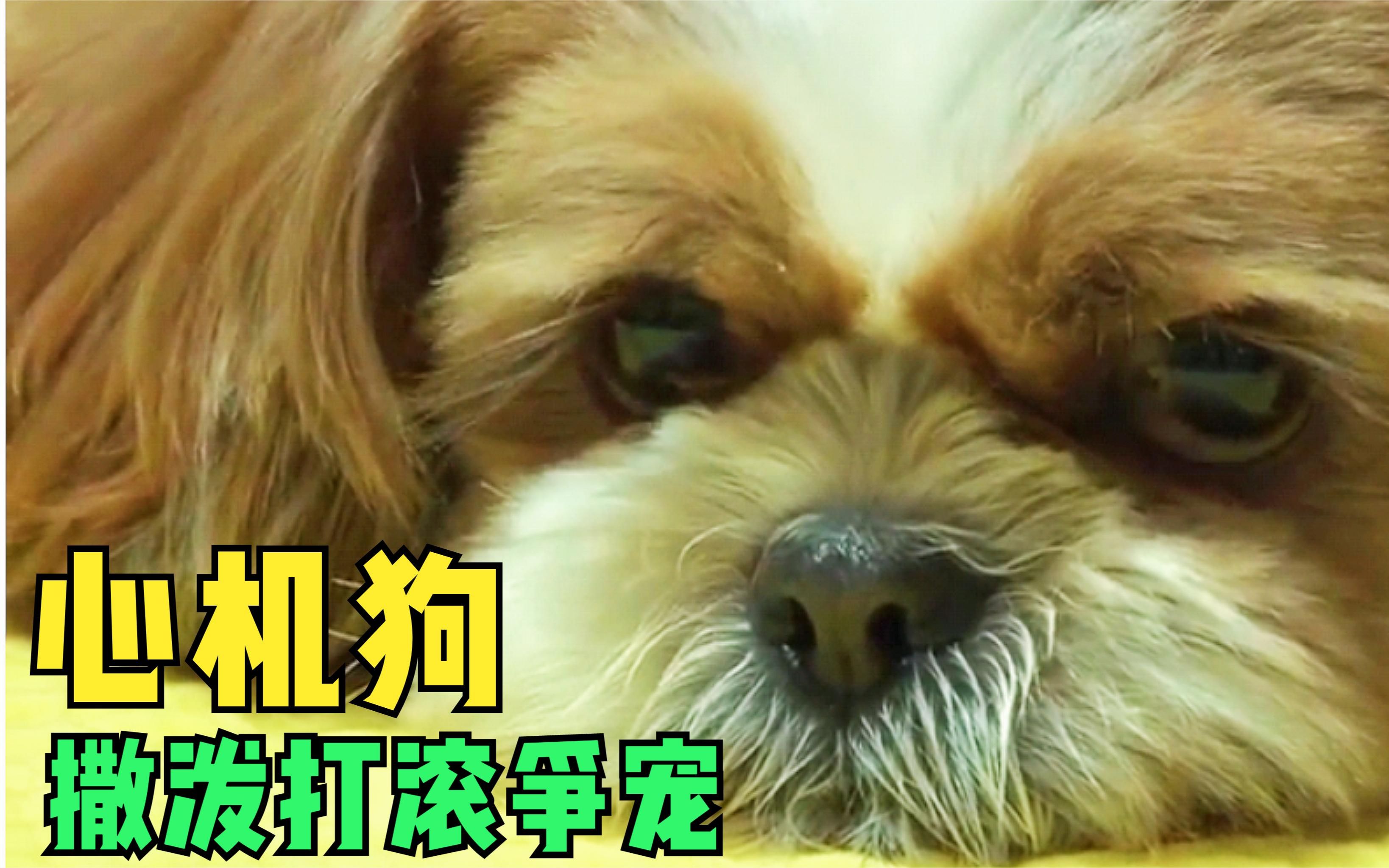 心机狗 担心被遗弃 撒泼打滚装可怜