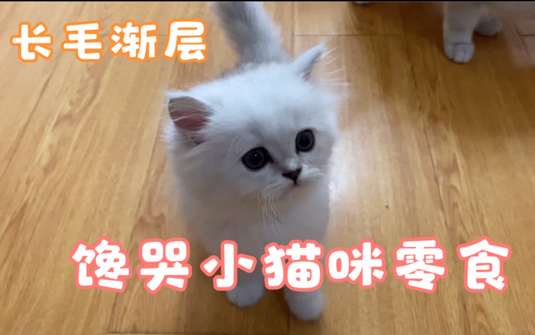 喜欢小猫咪请馋哭他!不然喜欢的不够深!哔哩哔哩bilibili