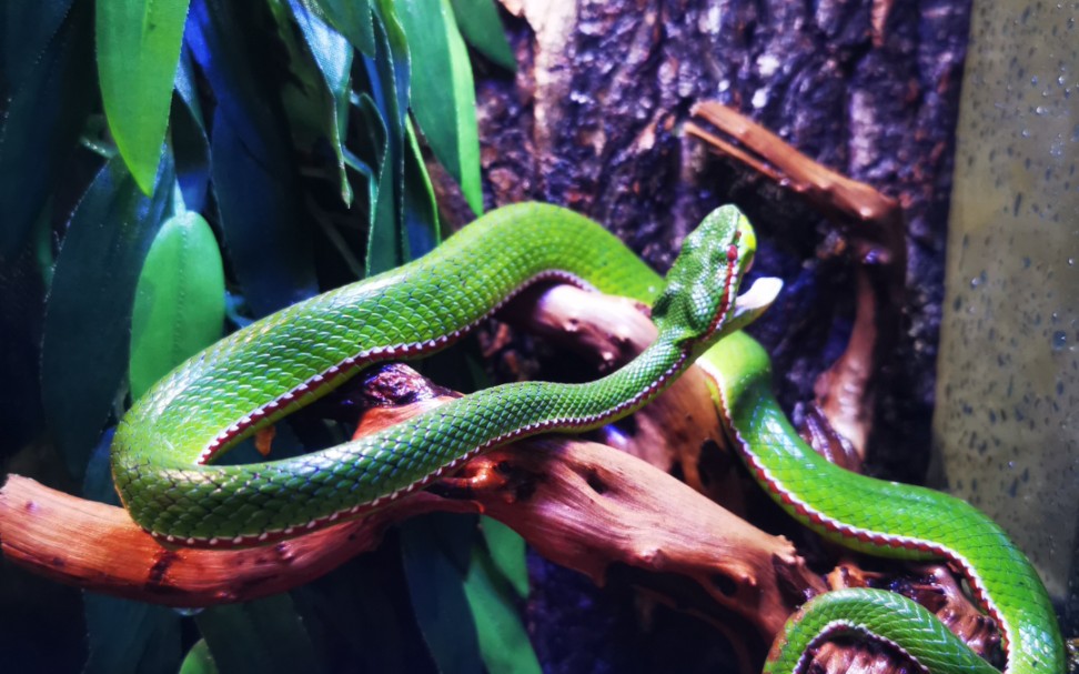 【毒蛇开箱】-坡普竹叶青