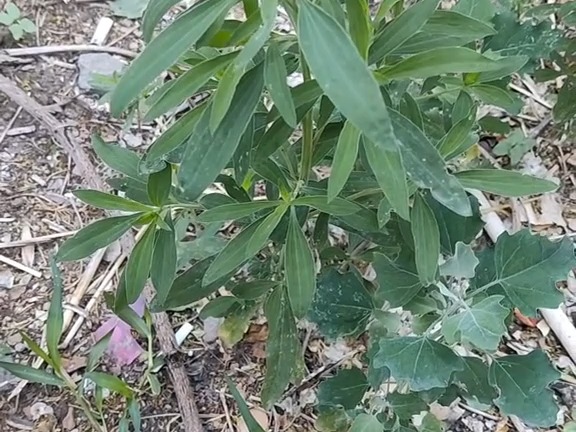 515 地肤子:藜科地肤属植物地肤的成熟果实.植物名地肤
