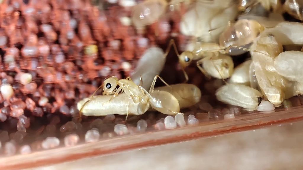 黑金弓背蚁新后现状