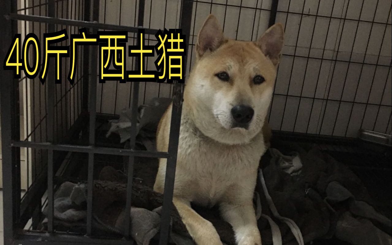 广西土猎?不这是广西土猪!40斤的中华田园犬是怎么养成的