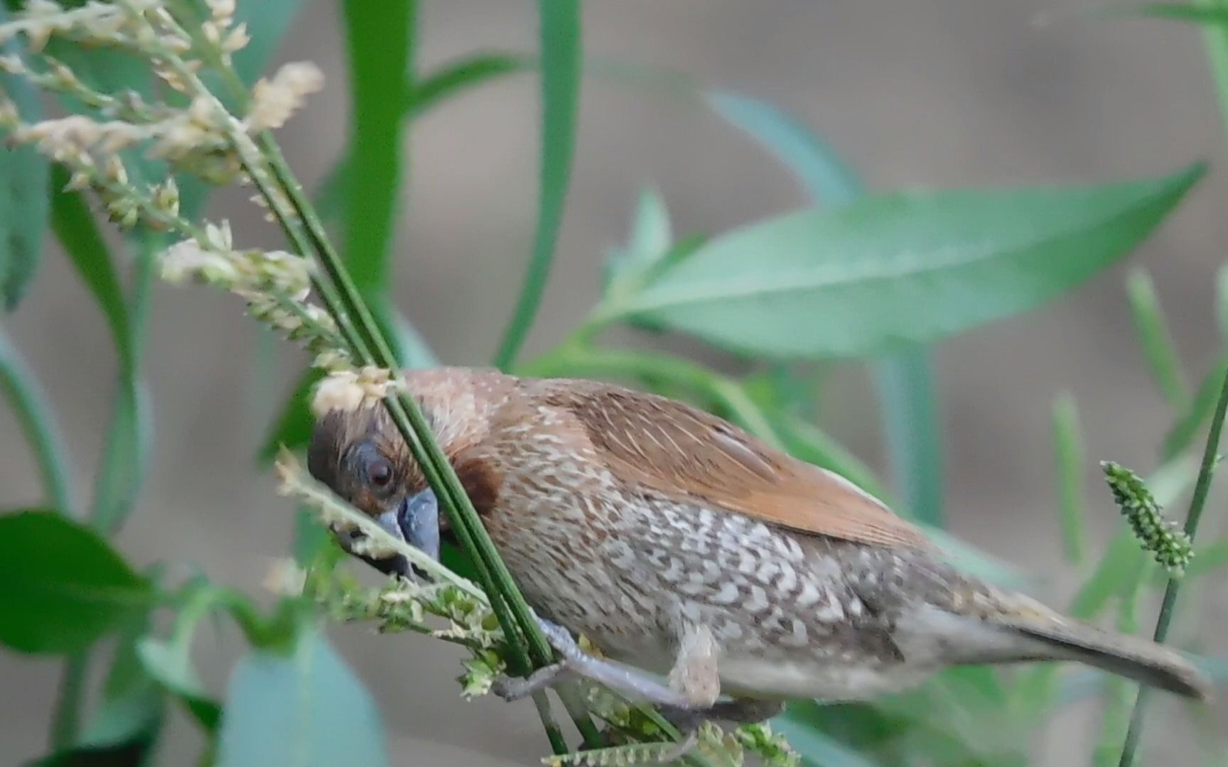 斑文鸟在吃草籽中