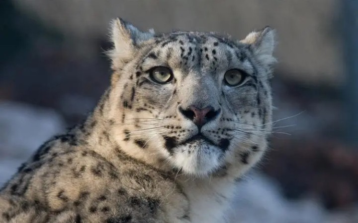 给芝士雪豹和动物朋友配音