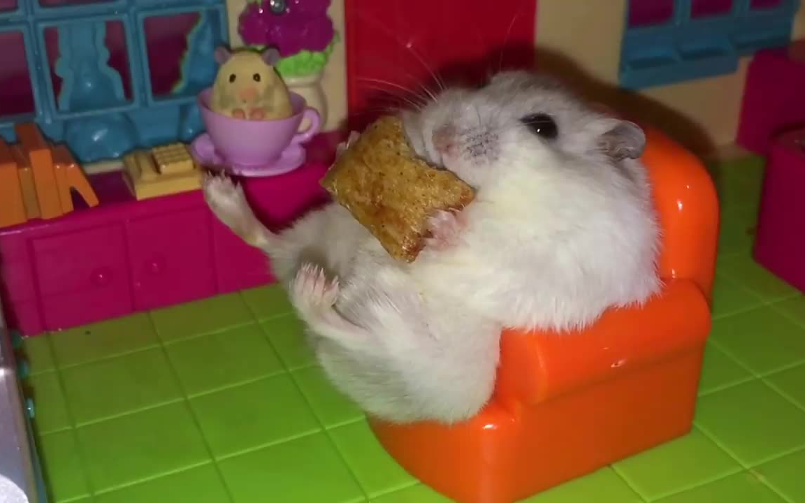 仓鼠:小子,再给我来玉米