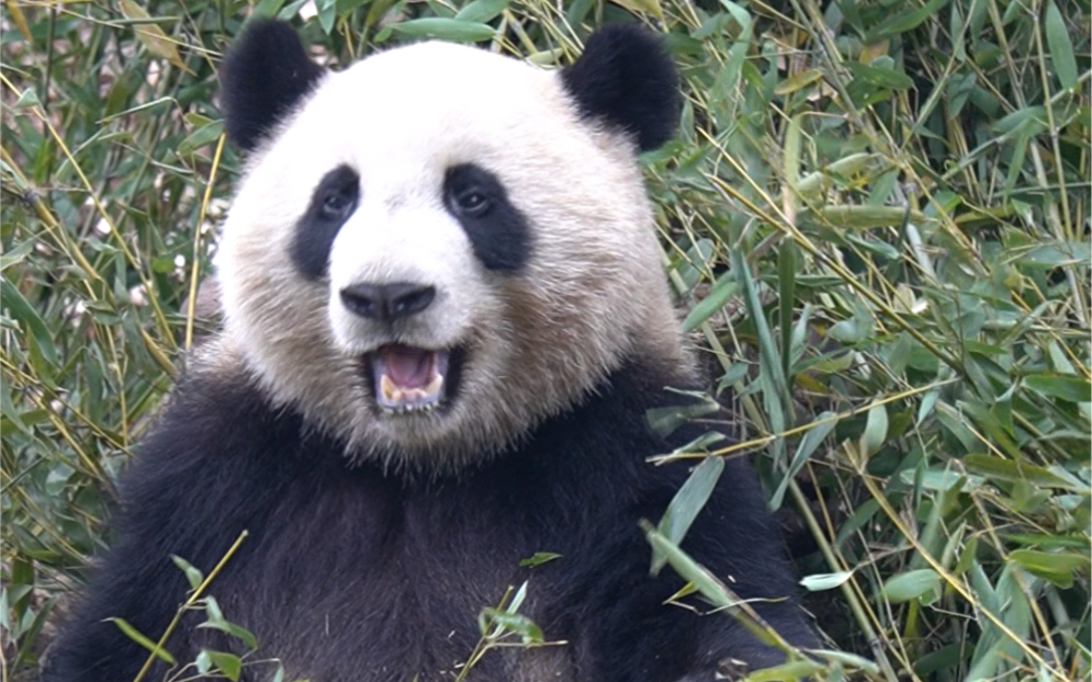 【大熊猫绩笑】笑笑长大了,越来越漂亮了