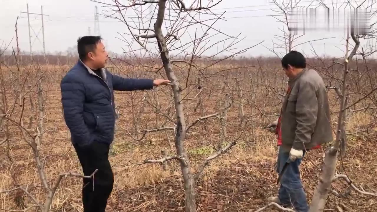 怎样修剪能让桃树每年都丰产,没有空果期,看五哥剪树就明白了哔哩哔哩bilibili