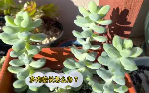 Download Video: 多肉植物长得很快？那很有可能是徒长了，赶紧来个手术吧