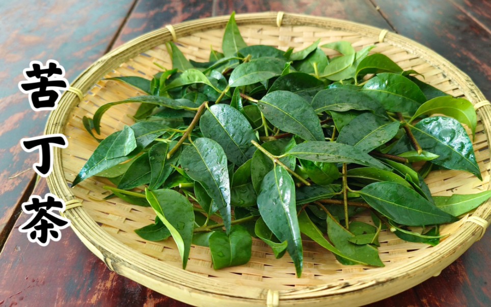 [图]苦丁茶：常被用来泡茶喝，但它并不是茶叶，你喝过吗？传说中的“桃花泪”，网上卖得很贵，采一些回家晒干