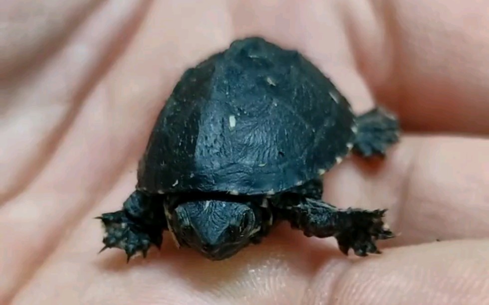 开箱一只麝香龟苗