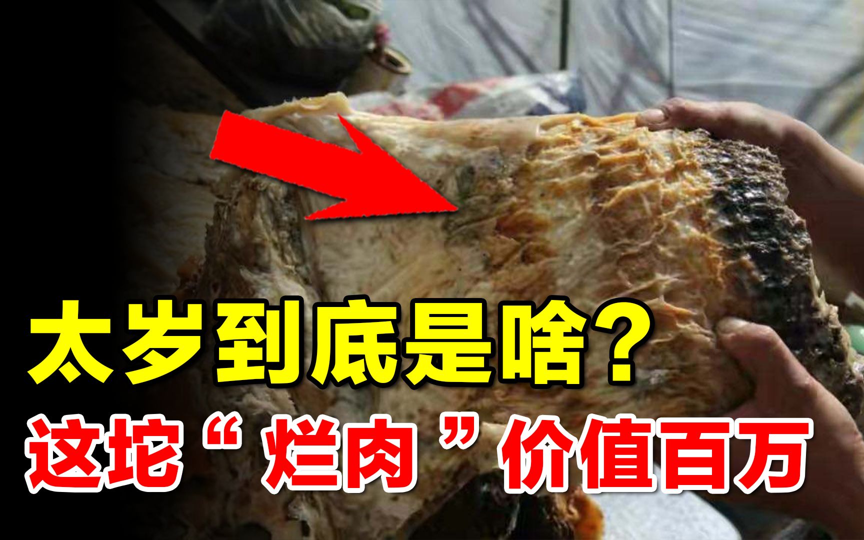 【科普观】看上去像一坨烂肉,真实价值却超百万,太岁到底是什么?哔哩哔哩bilibili