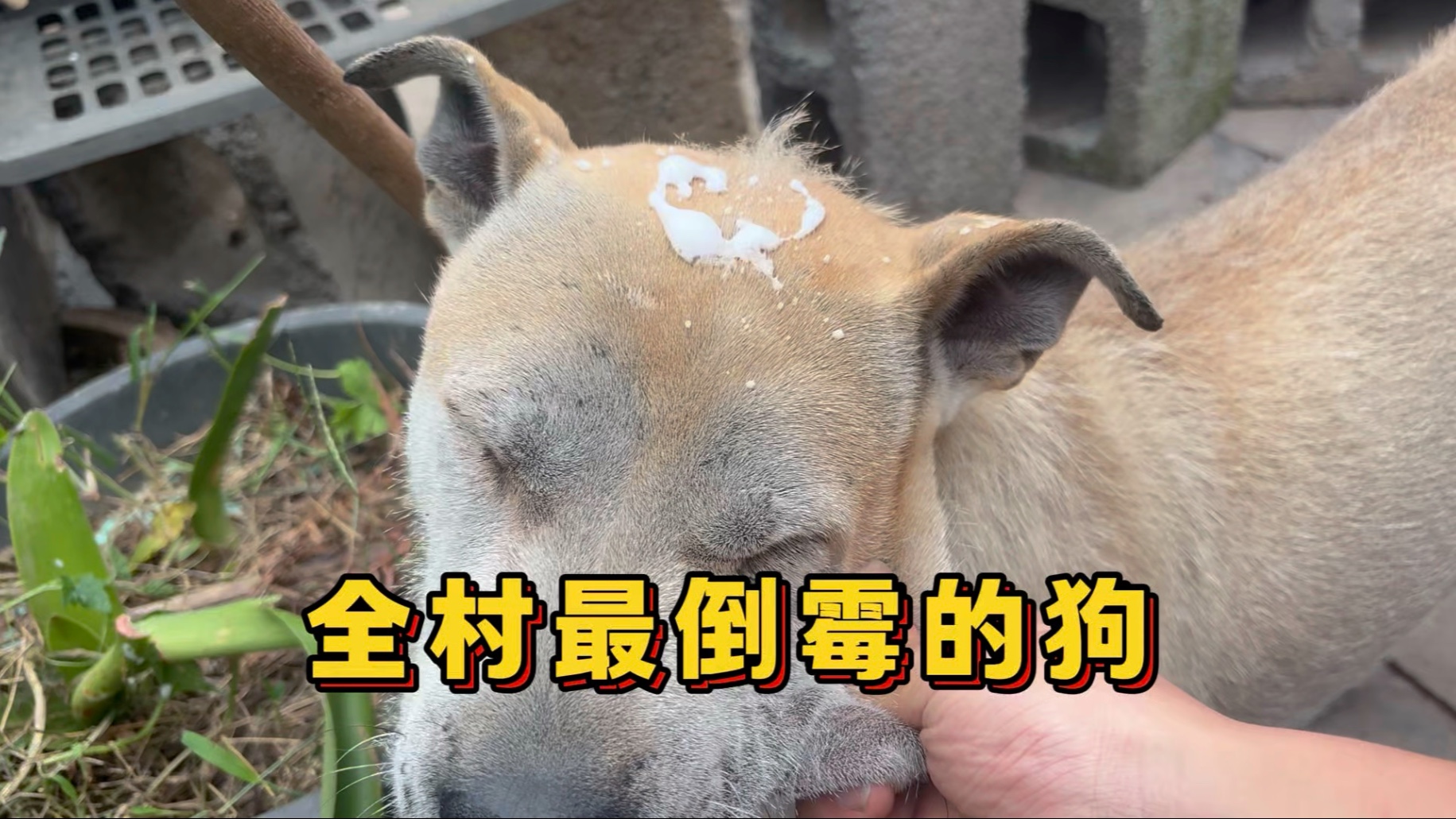沉浸式在农村当“狗皇帝”的日常！全村最倒霉的狗，有点离谱了！-大黄是只狗-大黄是只狗-哔哩哔哩视频