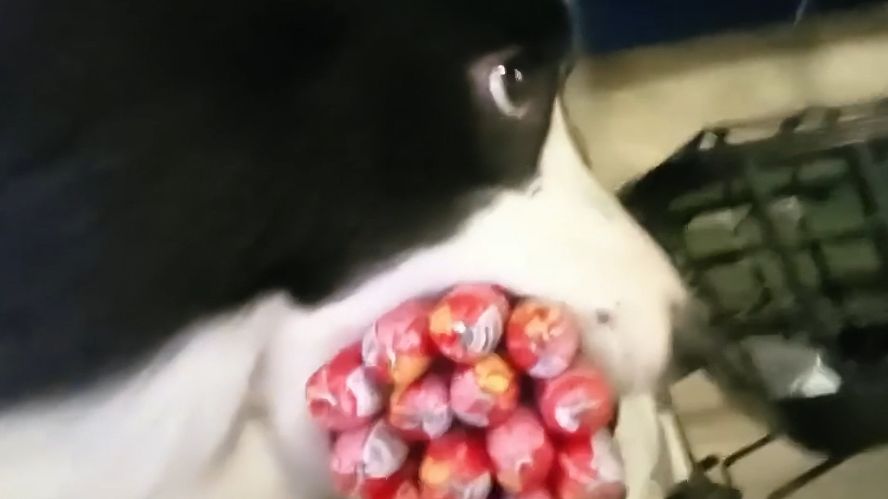 【动物配音】这把大红百万撤离！