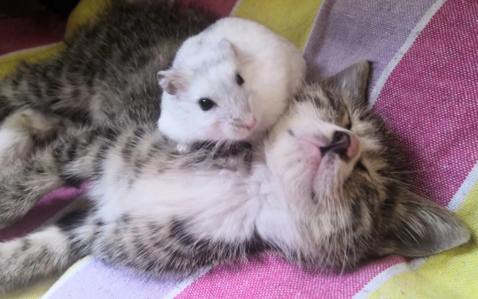 当仓鼠遇到猫咪—感觉喵喵超级怂