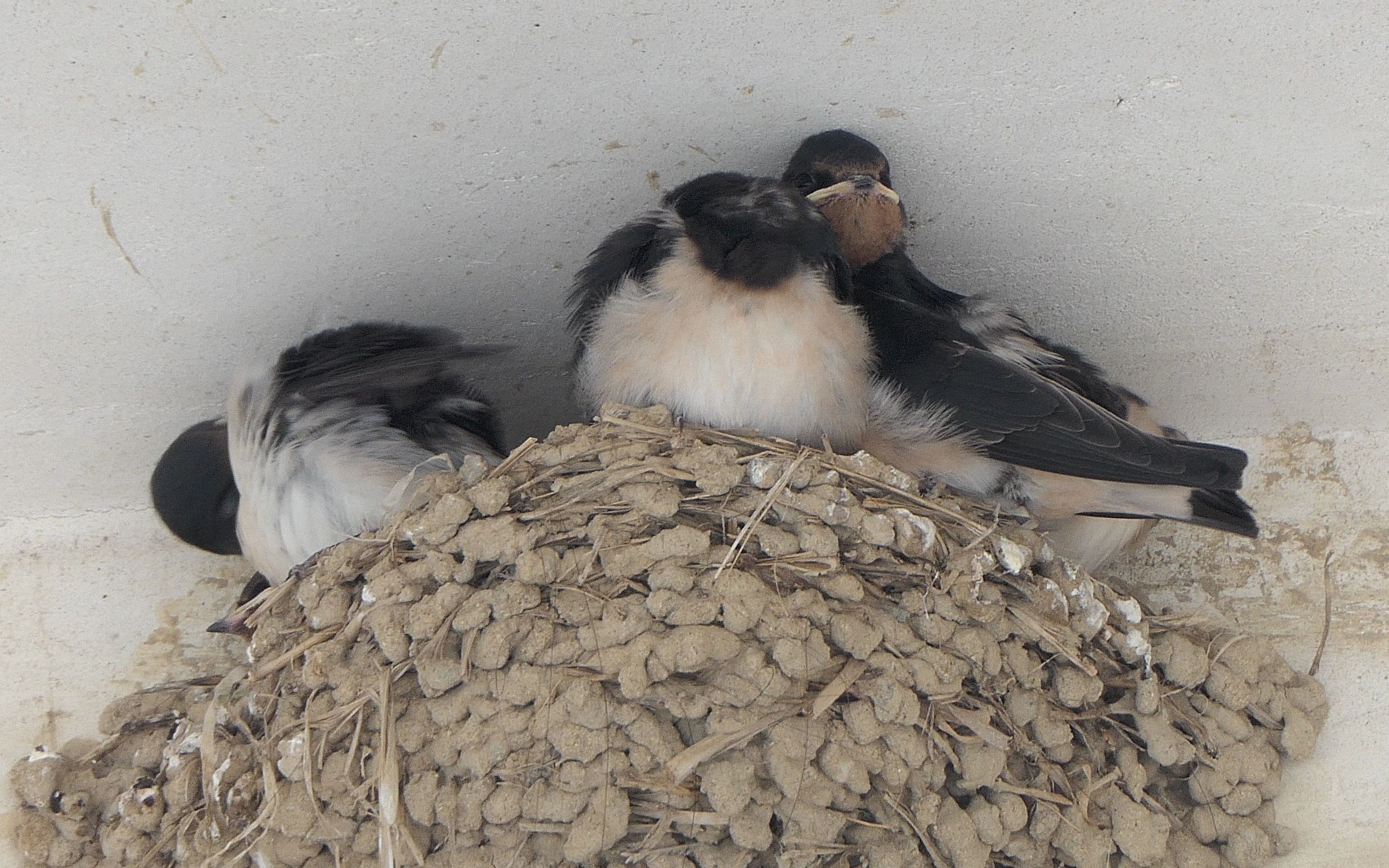 燕子宝宝在梳理羽毛