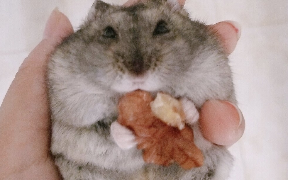 【仓鼠】二黑躺手啃核桃仁( 61 06ω 6754)77乖巧三线吃