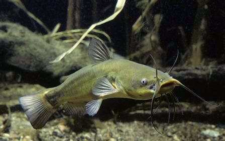 手欠去逗鲶鱼,结果悲剧了_哔哩哔哩 (゜-゜)つロ 干杯~-bilibili