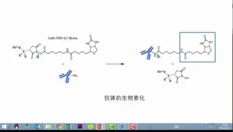 Tải video: 04讲 03节 抗体偶联标记