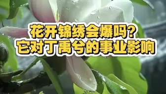 【玲珑3113】花开锦绣播放效果网播数据及对丁禹兮的事业影响