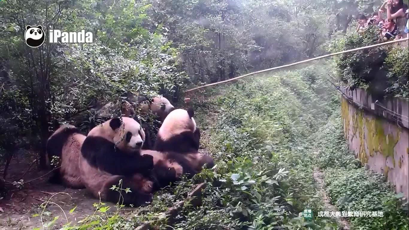 [图]170623 排排坐，吃果果~（幼年园钓猫）