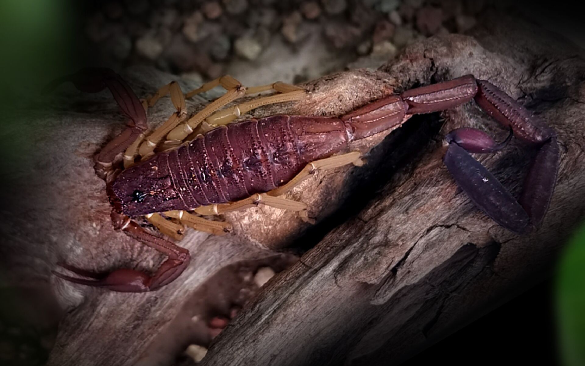 佛木蝎宝宝下地了.开工!_哔哩哔哩_bilibili