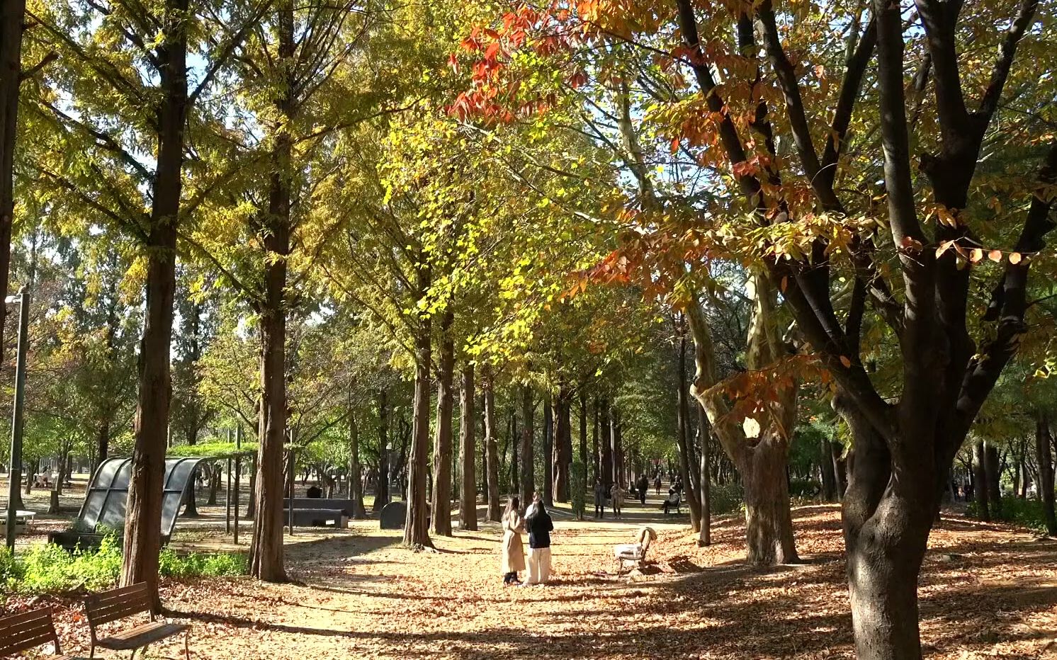 纯欣赏 | kbs | 韩国景点 • 首尔林