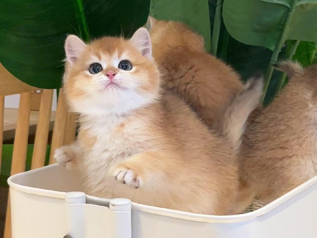 小金渐层小偿领养,299金渐层幼猫 弟弟妹妹都有 60天,猫咪特别的活泼