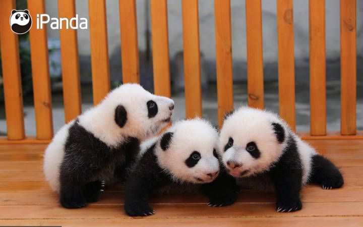 10-《大熊猫乔伊乔良豆哥豆妹初心杰瑞》隔壁院子的树上有两只熊宝宝