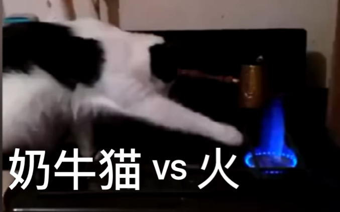 [图]奶牛猫都是神经病！！！(确信)